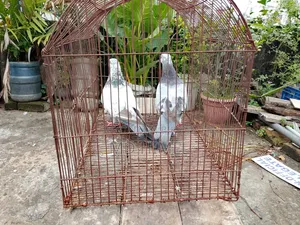 A pair of Giribaj pigeons will be sold.