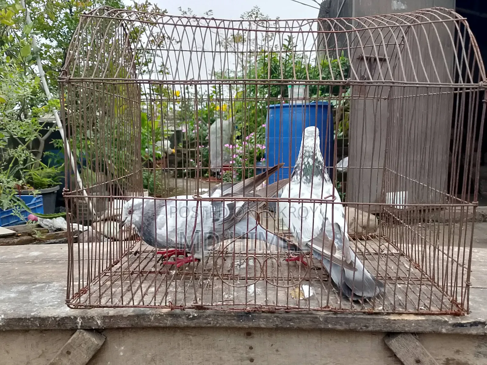 A pair of Giribaj pigeons will be sold.