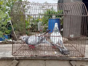 A pair of Giribaj pigeons will be sold.