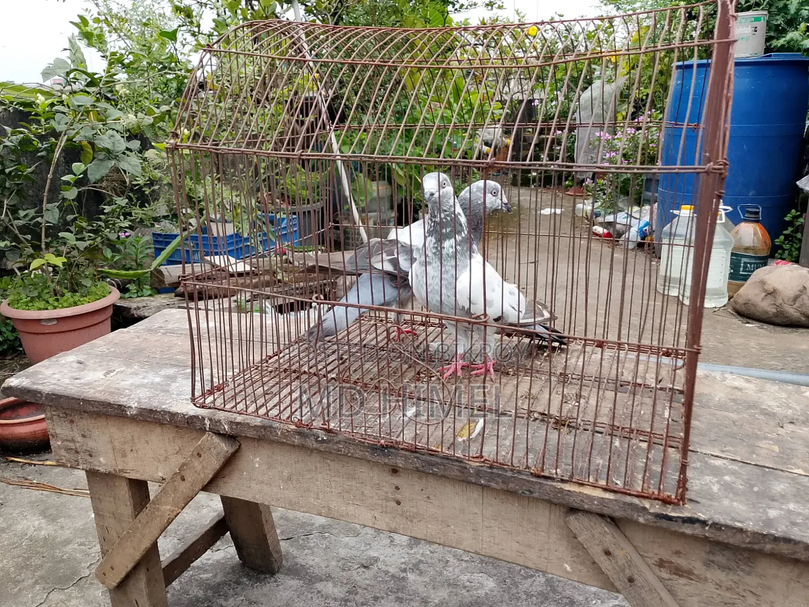 A pair of Giribaj pigeons will be sold.