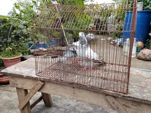 A pair of Giribaj pigeons will be sold.