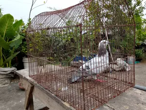 A female Giribaj pigeon will be sold.