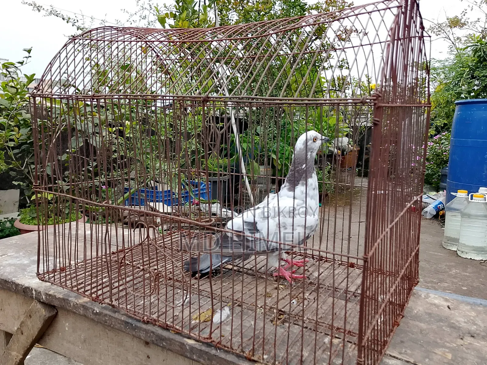 A female Giribaj pigeon will be sold.