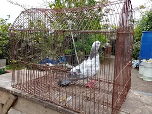 A female Giribaj pigeon will be sold.
