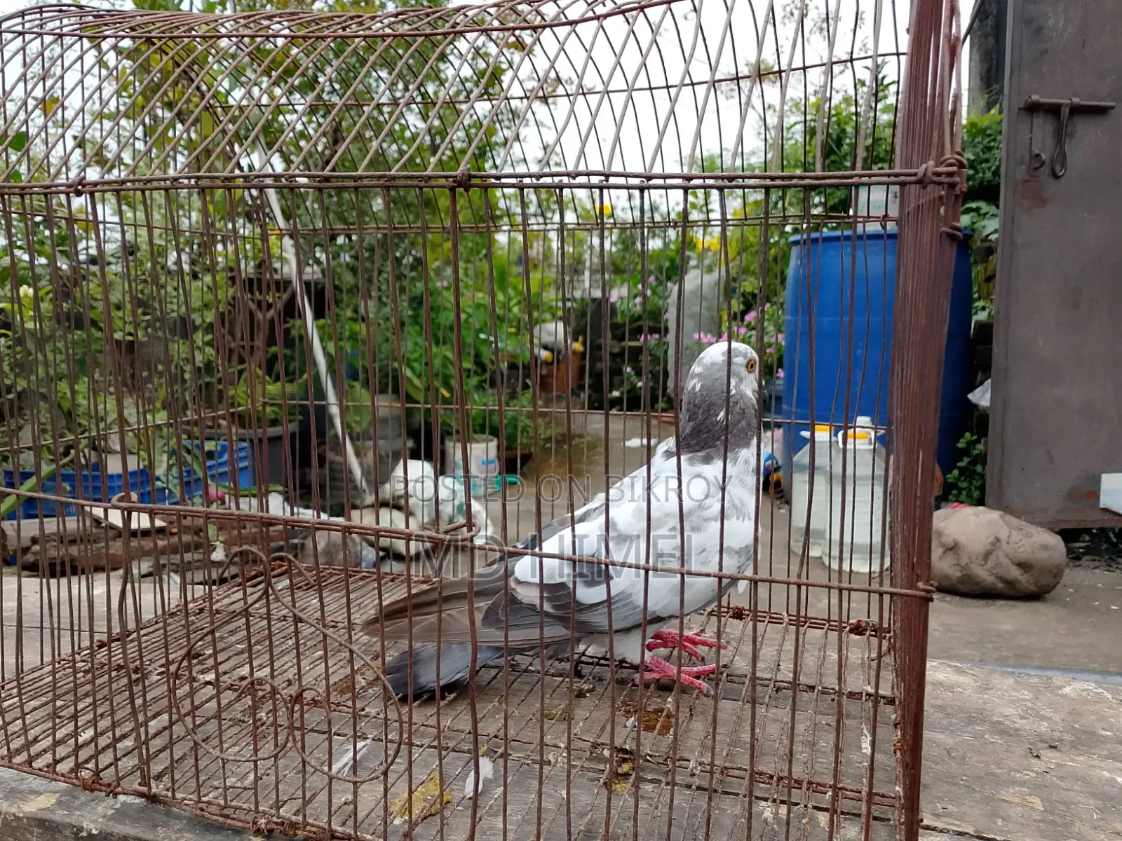 A female Giribaj pigeon will be sold.