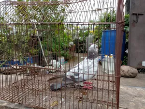 A female Giribaj pigeon will be sold.