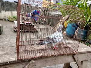 A female Giribaj pigeon will be sold.