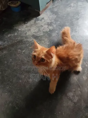 3-6 Months Male Purebred Persian
