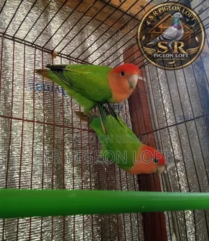Non-Ring Red Head Green Opaline