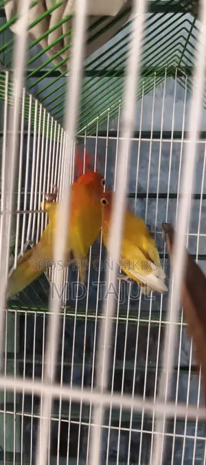 I will sell a pair of lovebirds running birds Dhaka Keraniganj
