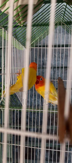 I will sell a pair of lovebirds running birds Dhaka Keraniganj