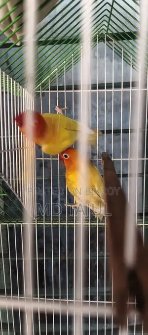I will sell a pair of lovebirds running birds Dhaka Keraniganj