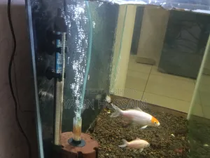 Fresh Aquarium