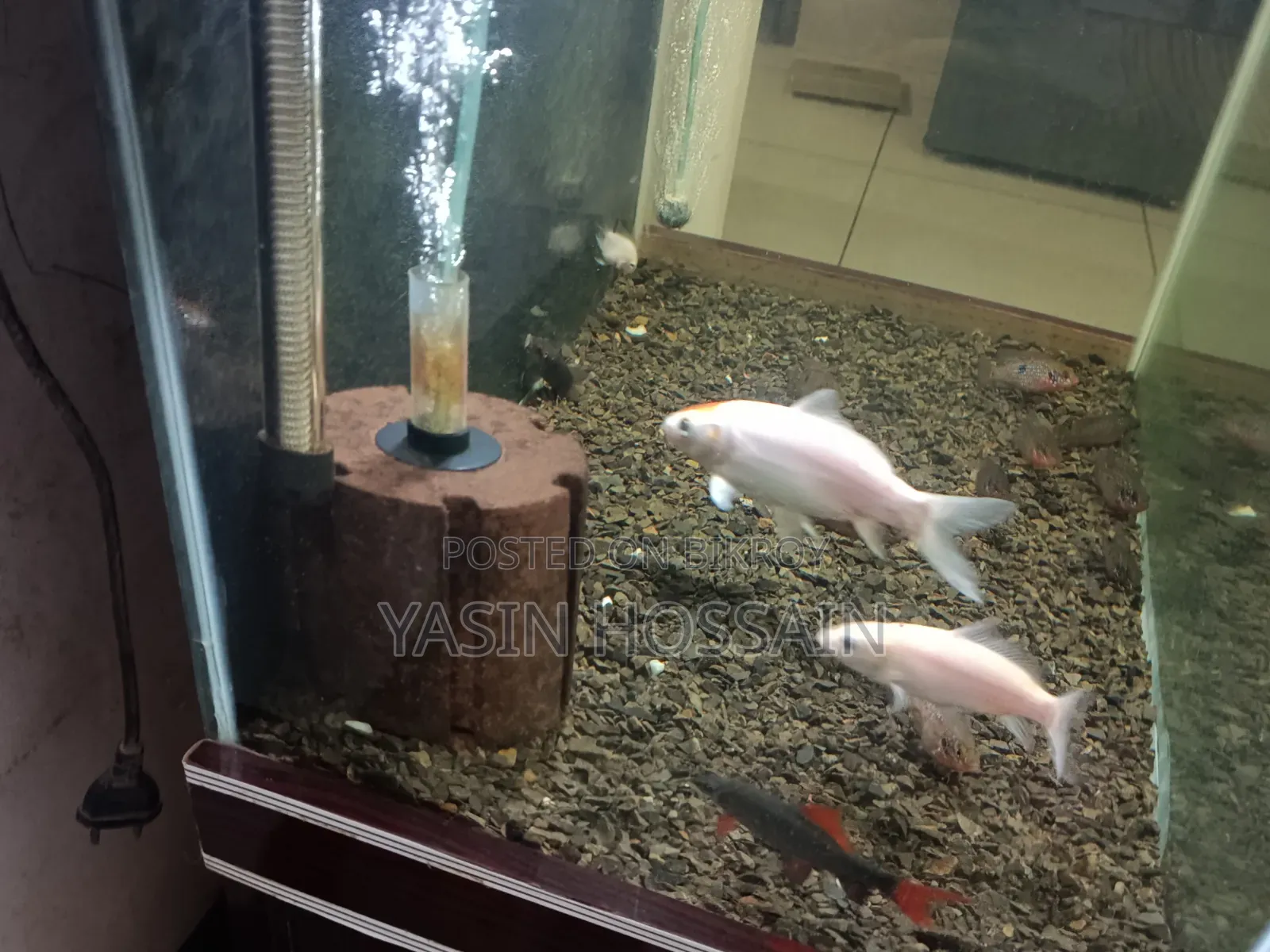 Fresh Aquarium