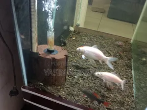 Fresh Aquarium