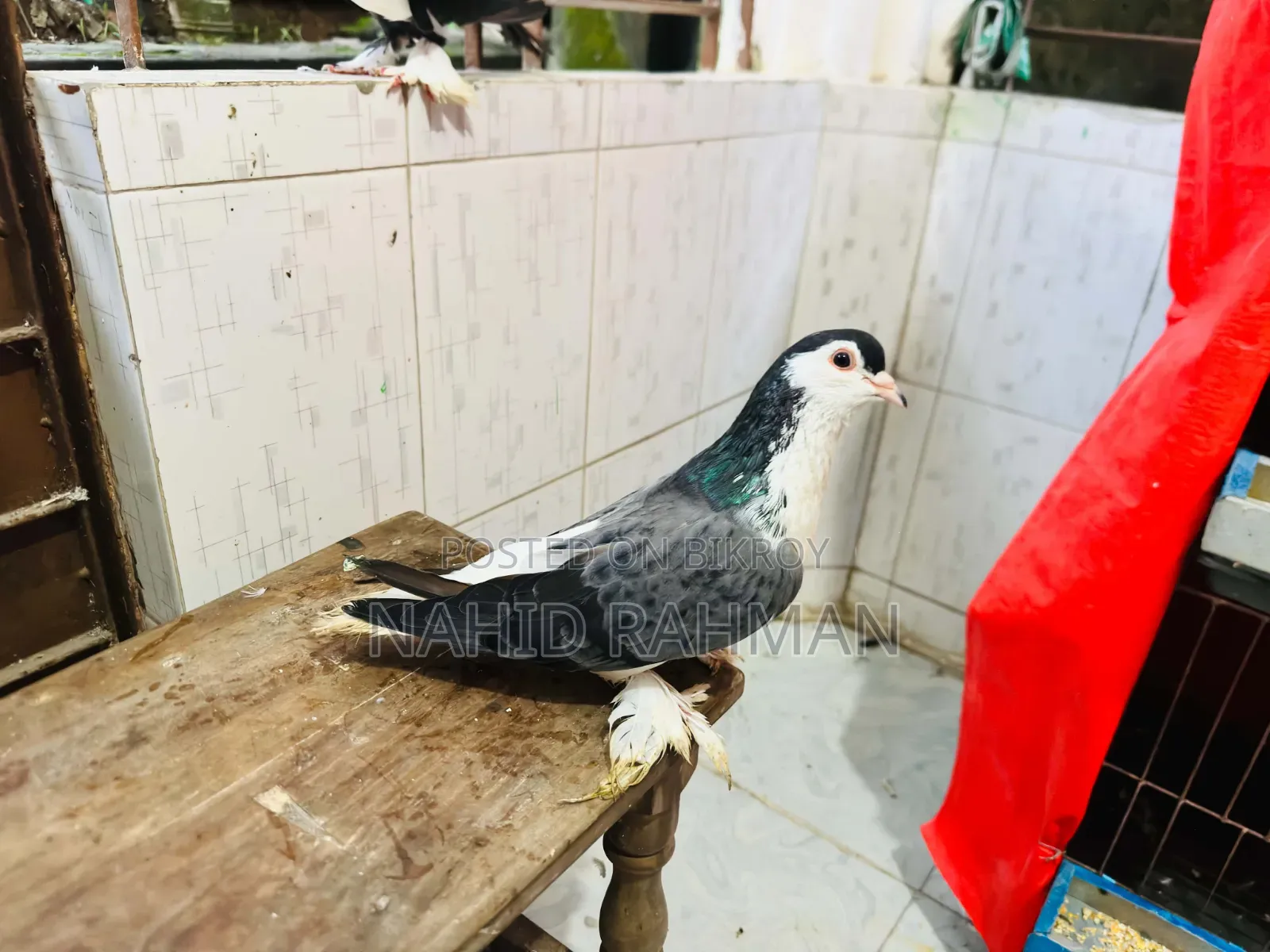 Siraji Pigeon