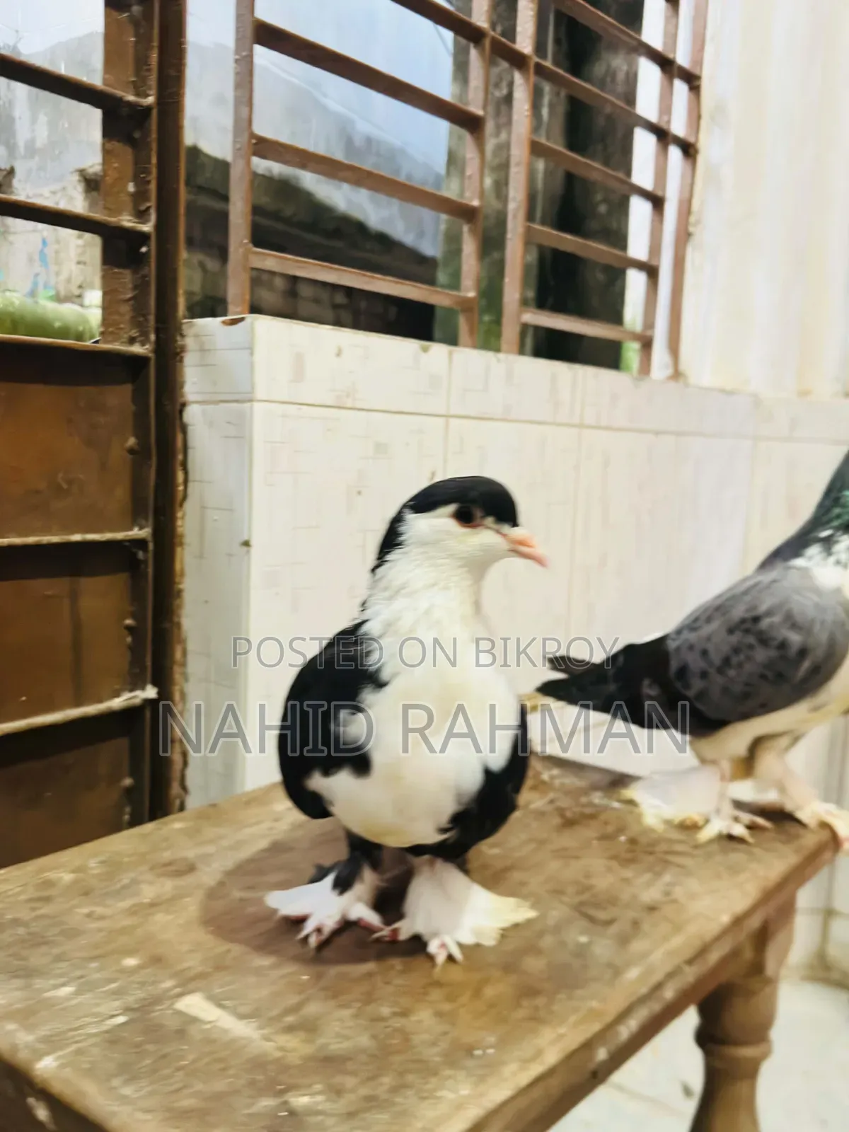 Siraji Pigeon