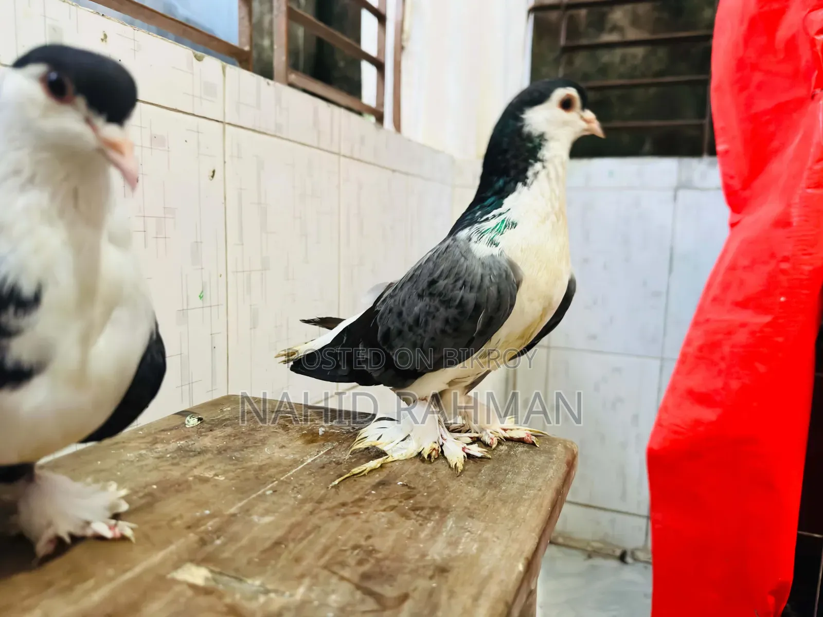 Siraji Pigeon