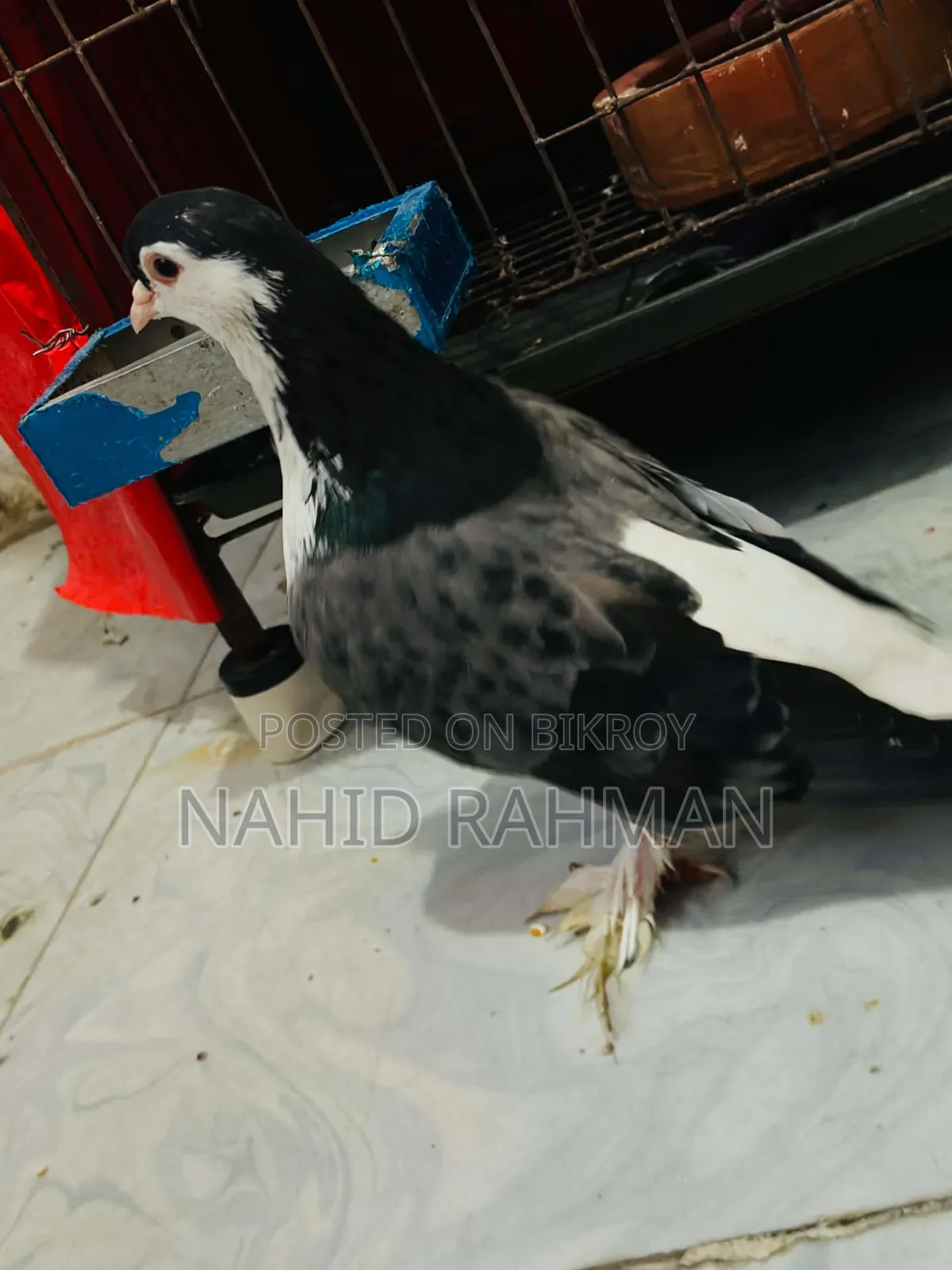 Siraji Pigeon