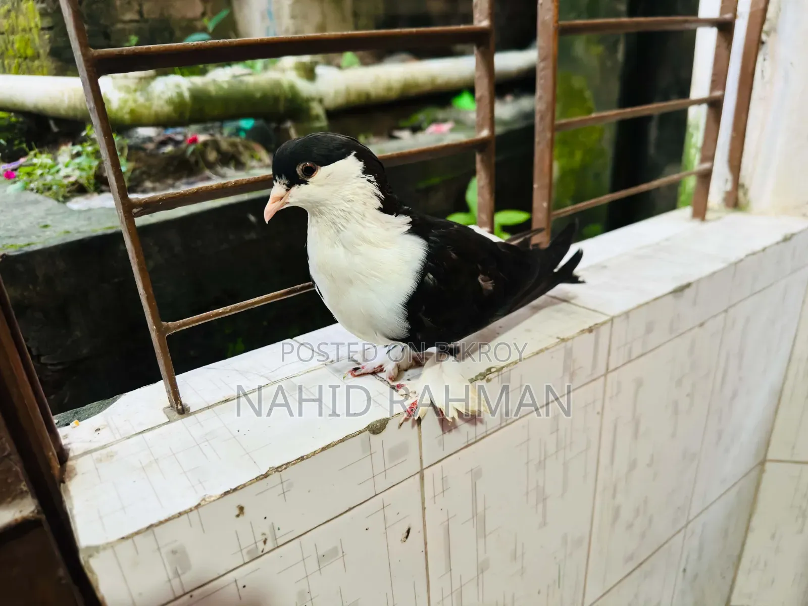 Siraji Pigeon
