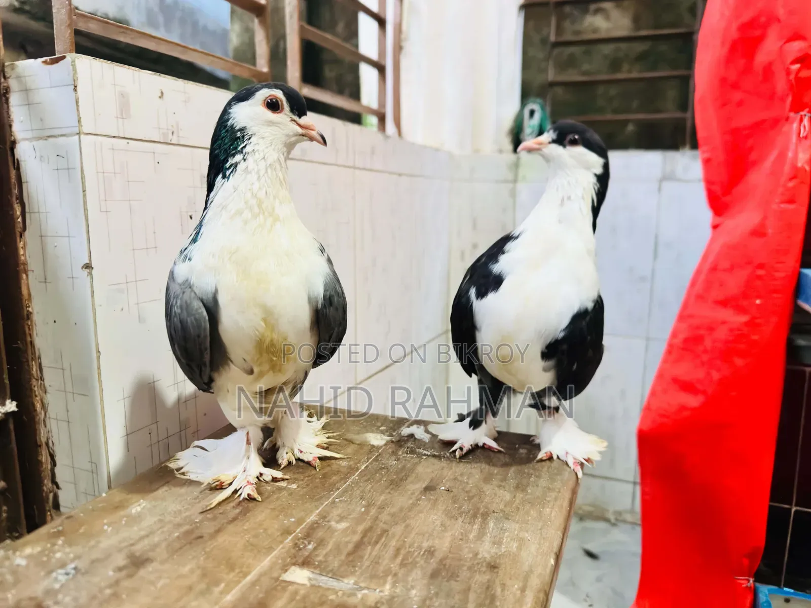 Siraji Pigeon