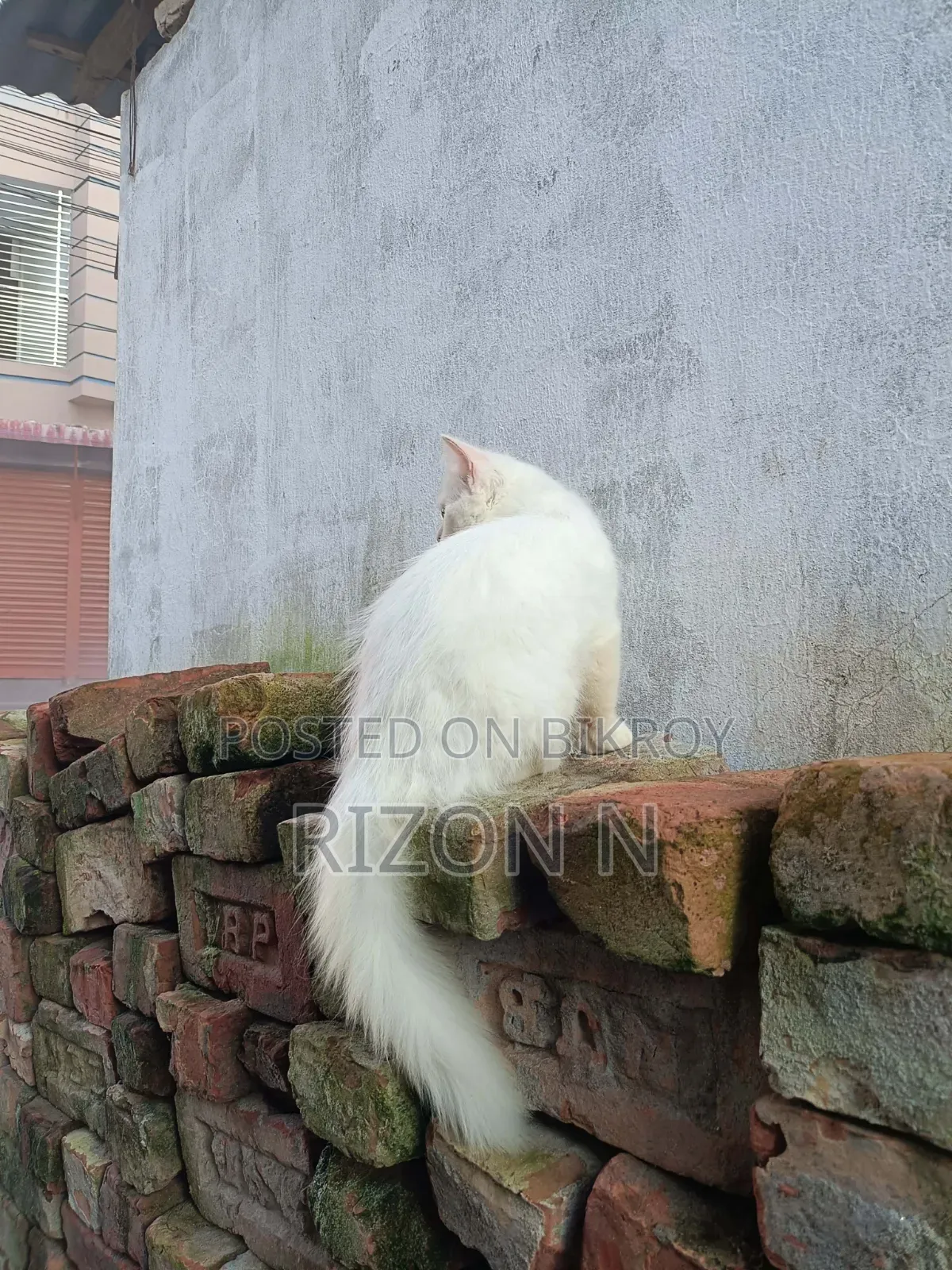 3-6 Months Male Purebred Persian