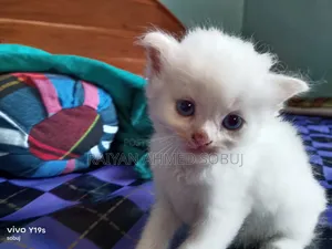 1-3 Months Male Purebred Persian