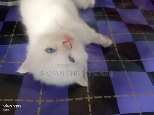 1-3 Months Male Purebred Persian