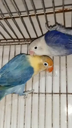 Violet Opaline + Per Violet Adult Lovebird Pair