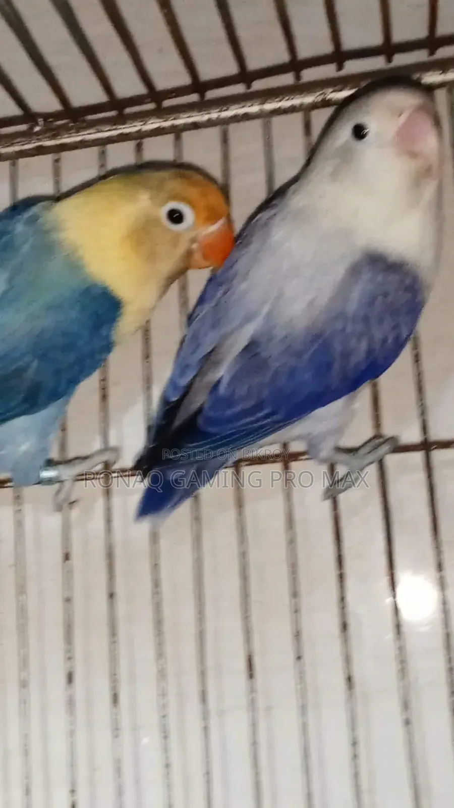 Violet Opaline + Per Violet Adult Lovebird Pair