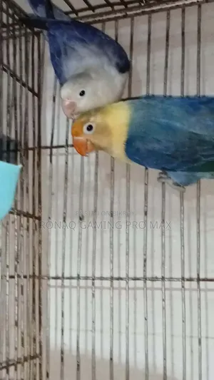 Violet Opaline + Per Violet Adult Lovebird Pair