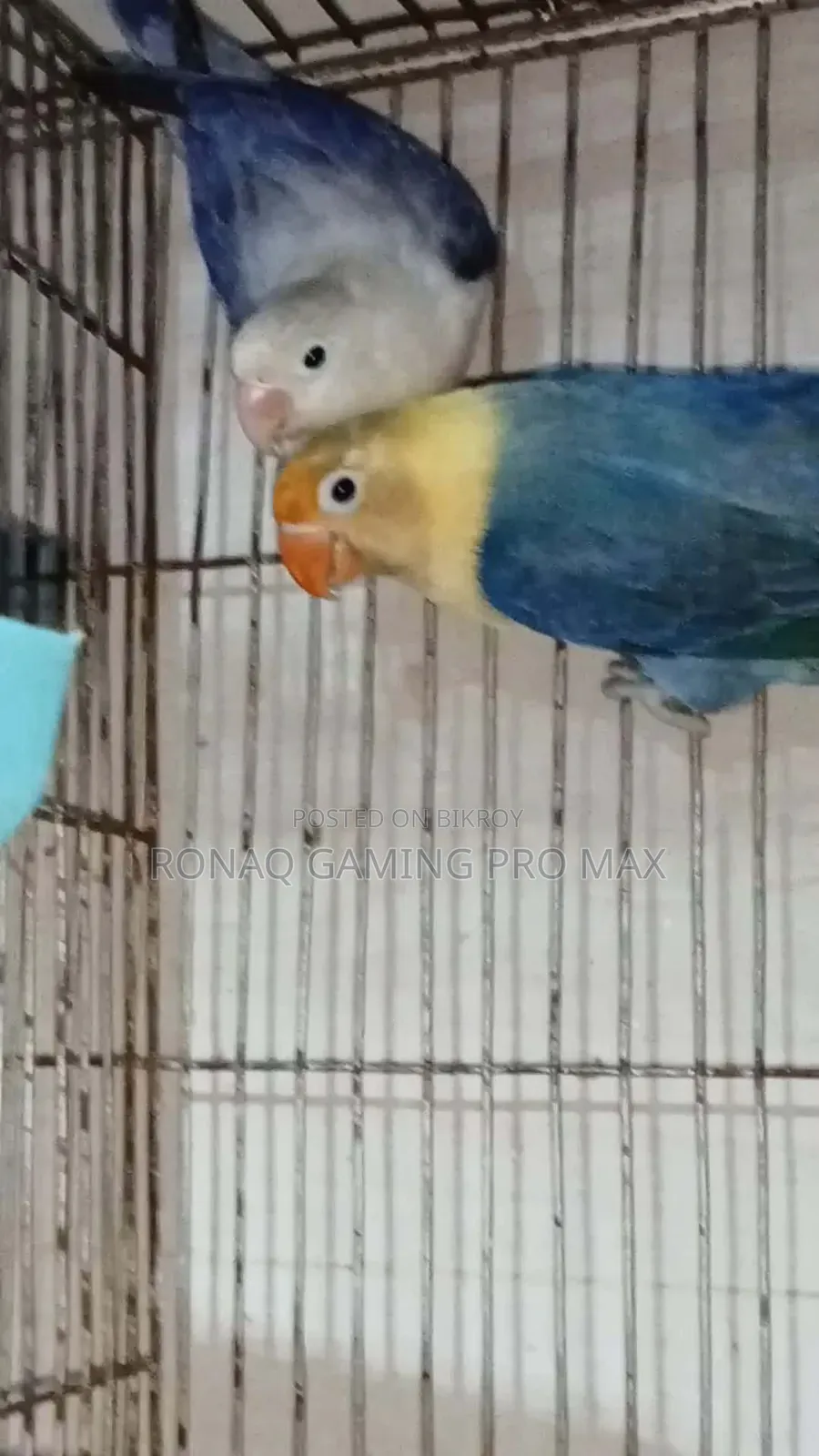 Violet Opaline + Per Violet Adult Lovebird Pair