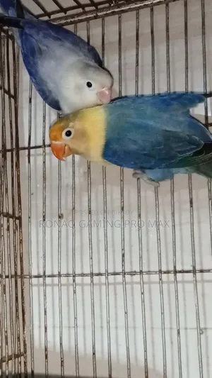 Violet Opaline + Per Violet Adult Lovebird Pair