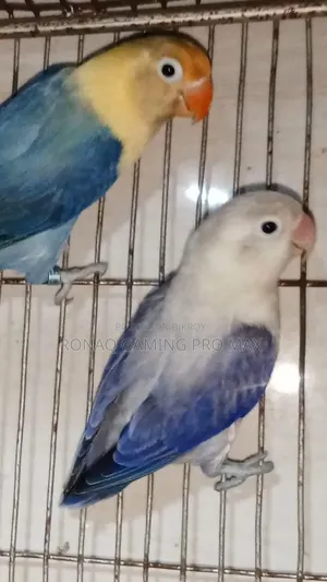 Violet Opaline + Per Violet Adult Lovebird Pair