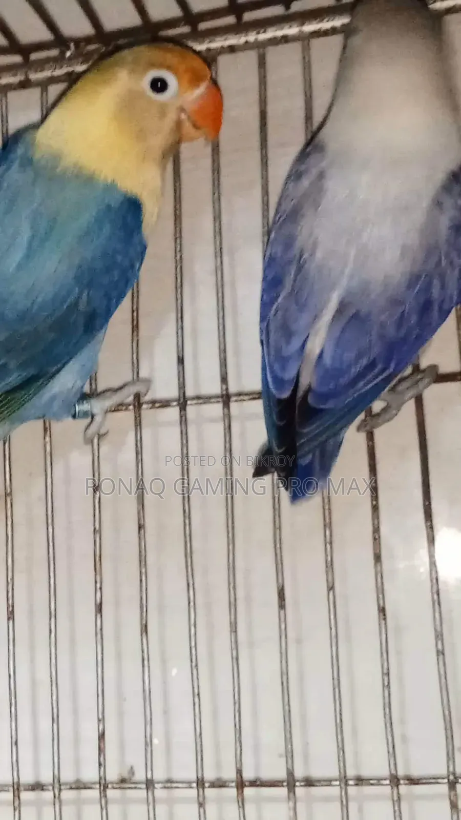 Violet Opaline + Per Violet Adult Lovebird Pair