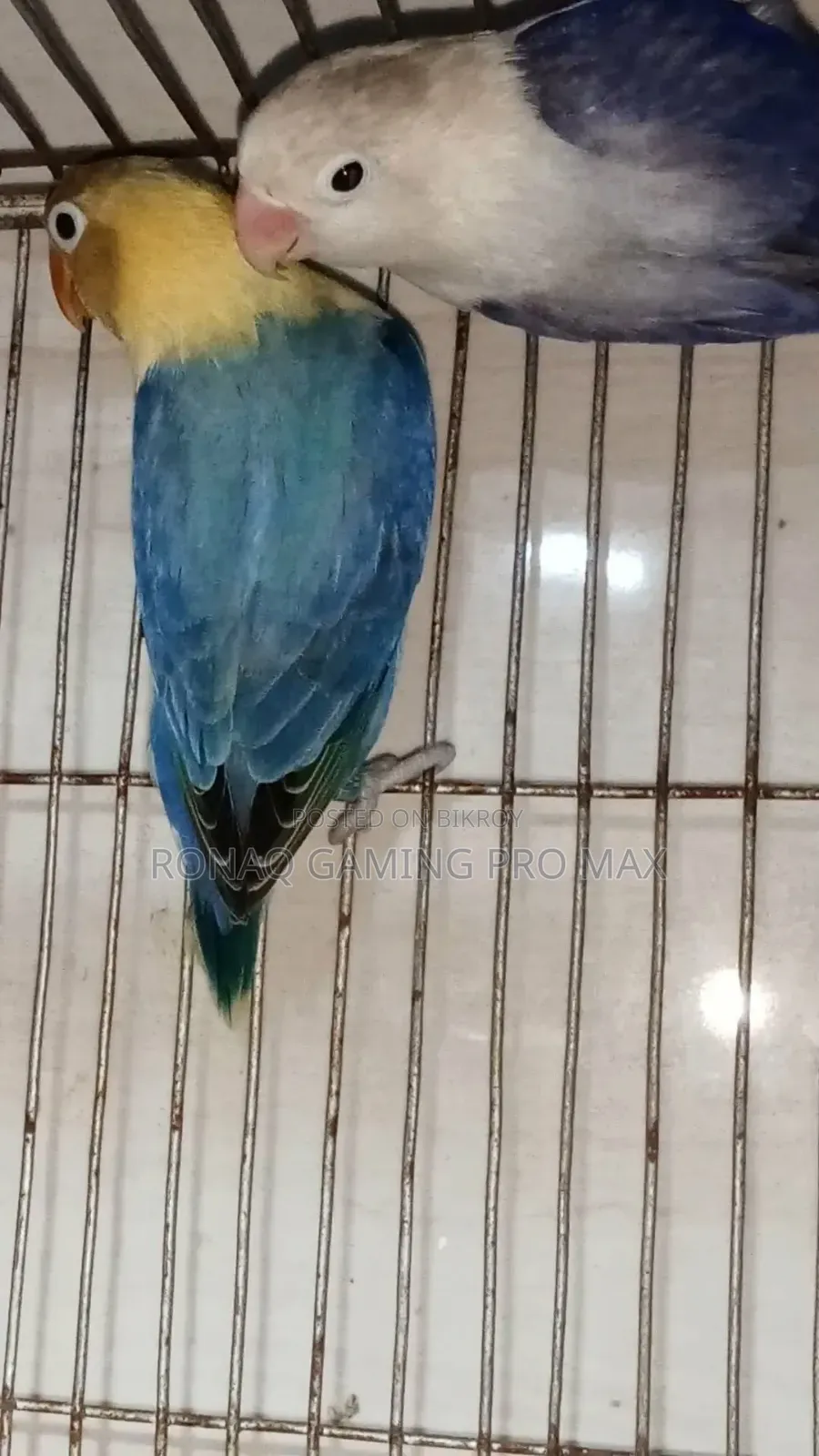 Violet Opaline + Per Violet Adult Lovebird Pair