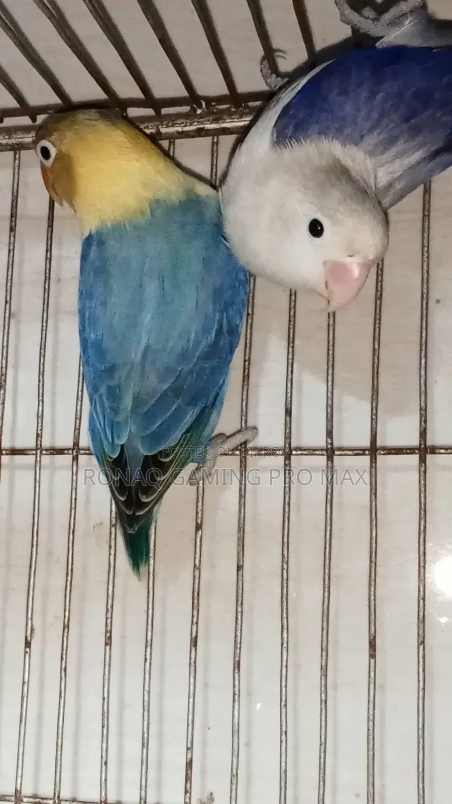 Violet Opaline + Per Violet Adult Lovebird Pair