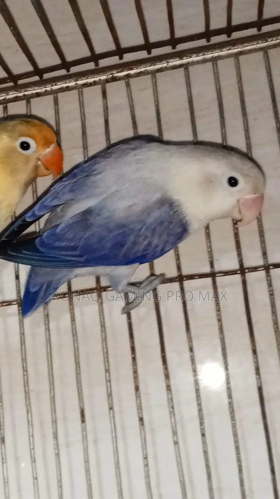 Violet Opaline + Per Violet Adult Lovebird Pair