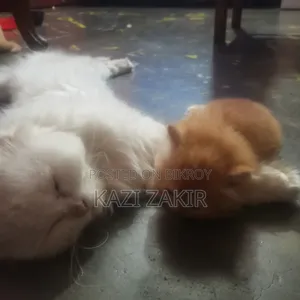 ১-৩ মাসের মেল পিওরব্রেড পার্সিয়ান