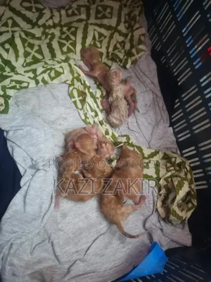 ১-৩ মাসের মেল পিওরব্রেড পার্সিয়ান