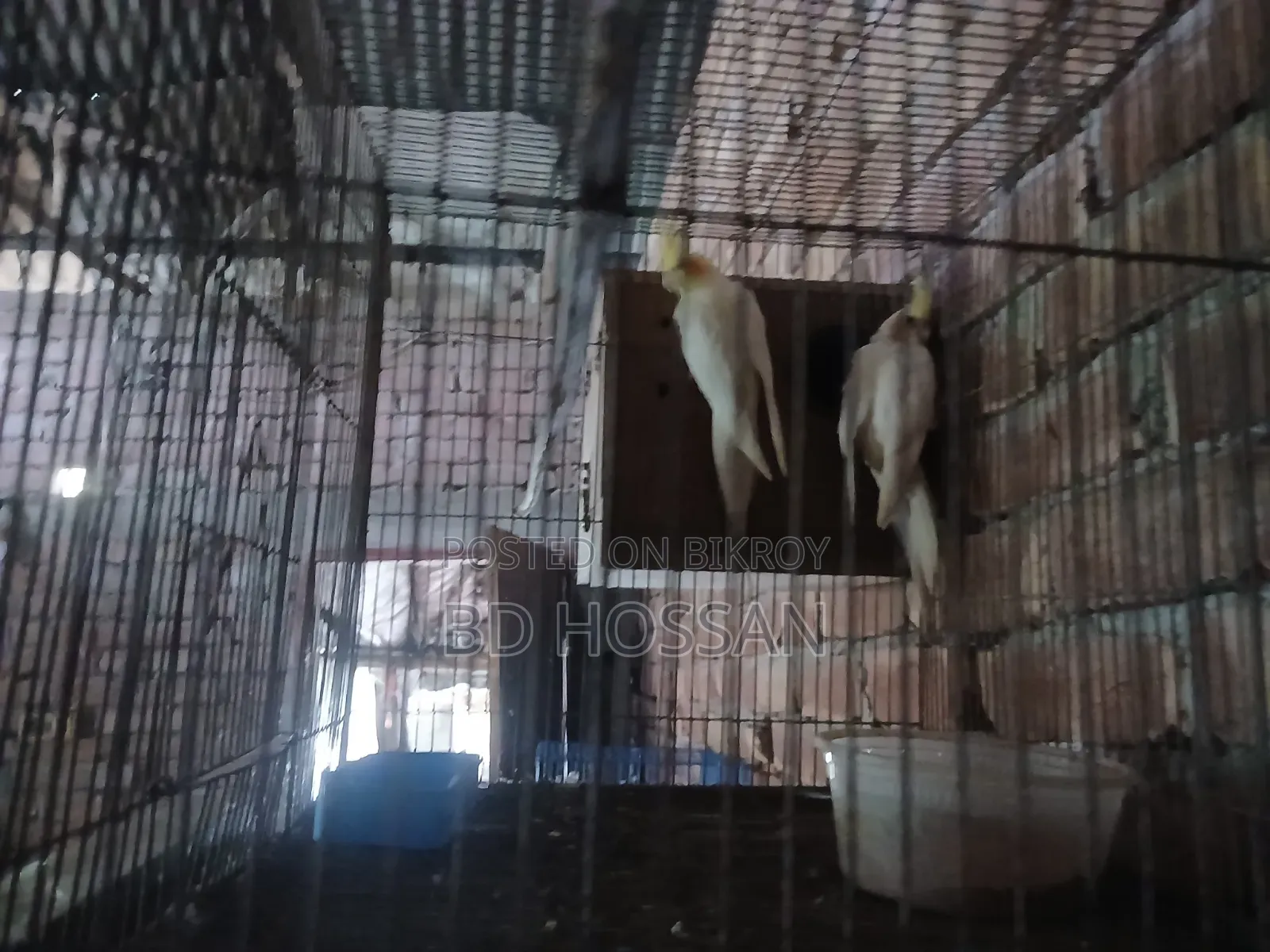 Lutino Cockatiel