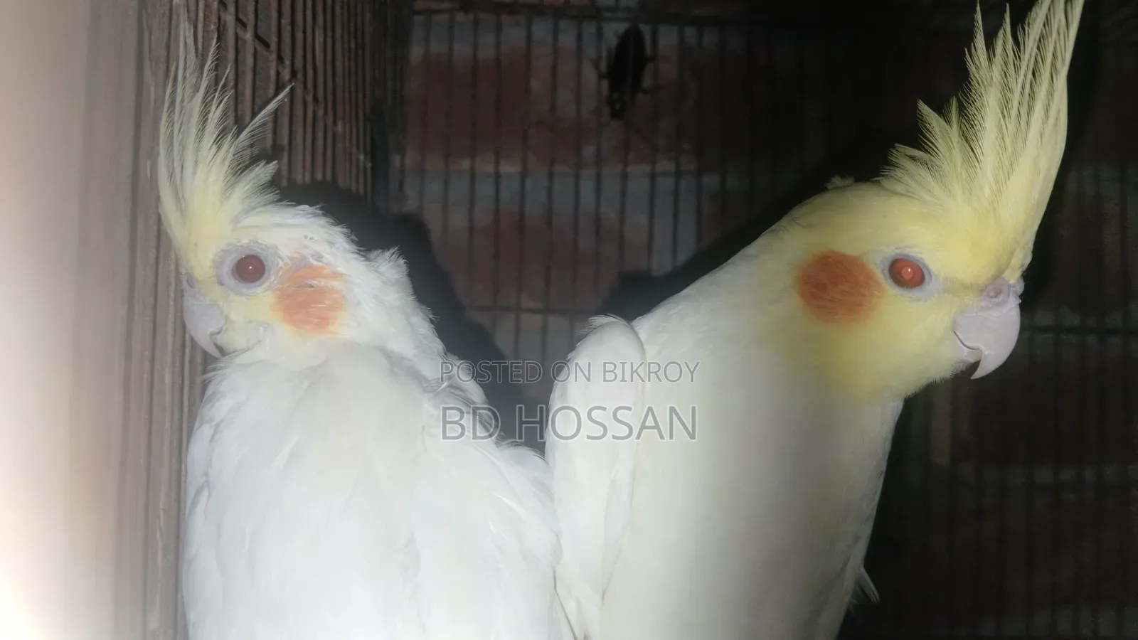 Lutino Cockatiel
