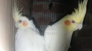 Lutino Cockatiel