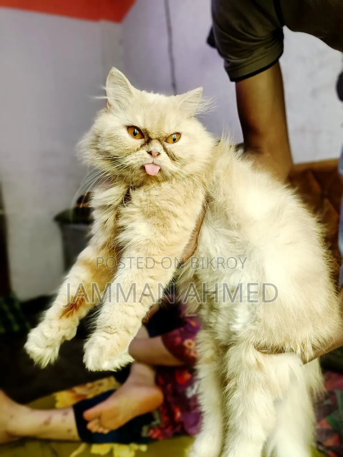 1+ Year Female Purebred Persian