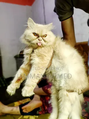 1+ Year Female Purebred Persian