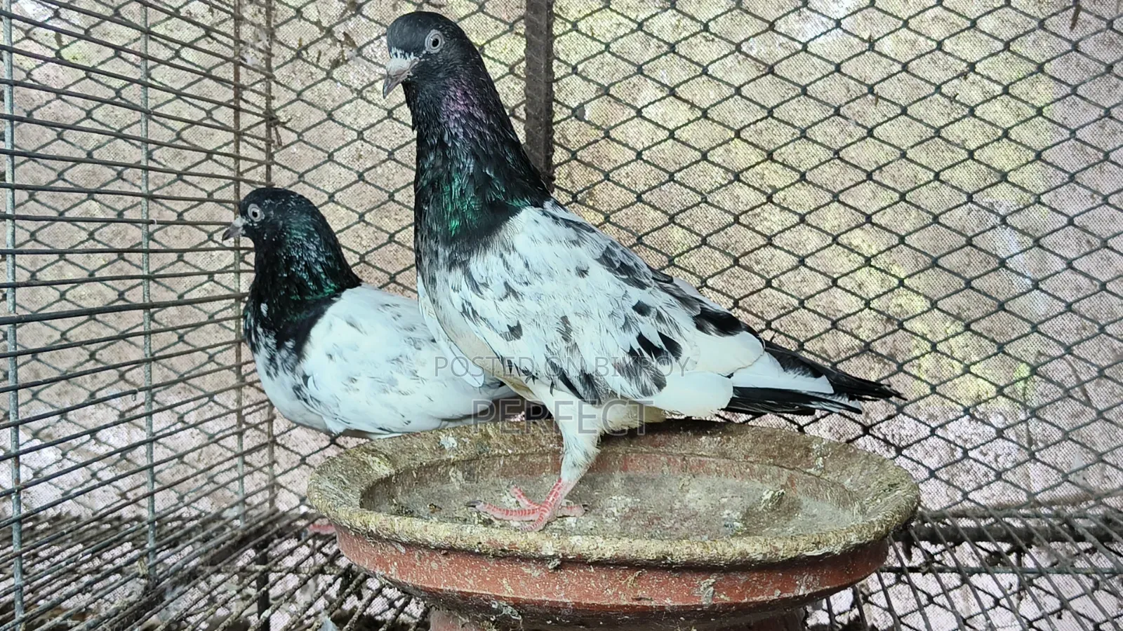 Dabwala, Katchuri, Kamagar Royal Teddy Pakistani