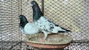 Dabwala, Katchuri, Kamagar Royal Teddy Pakistani