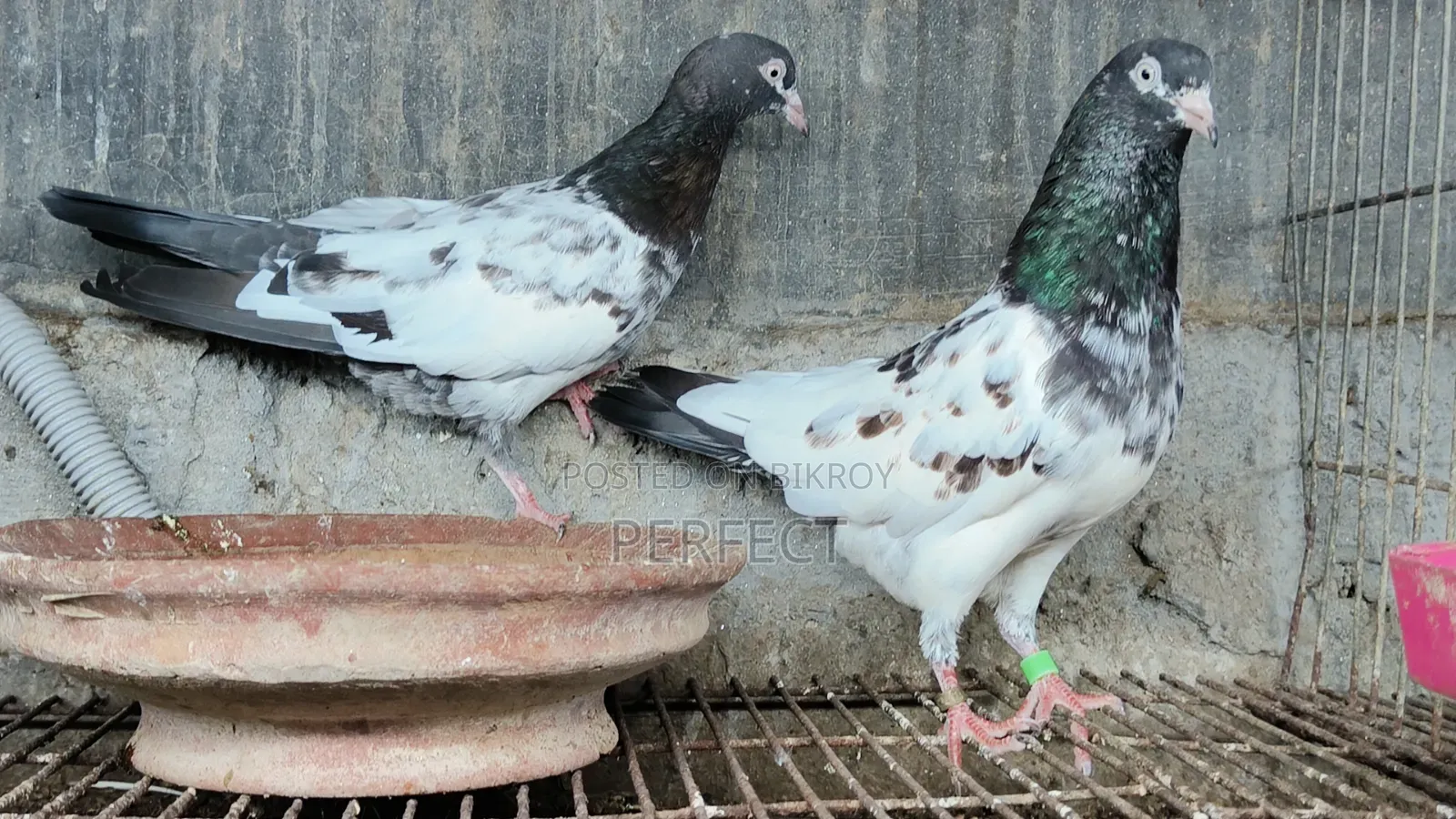 Dabwala, Katchuri, Kamagar Royal Teddy Pakistani