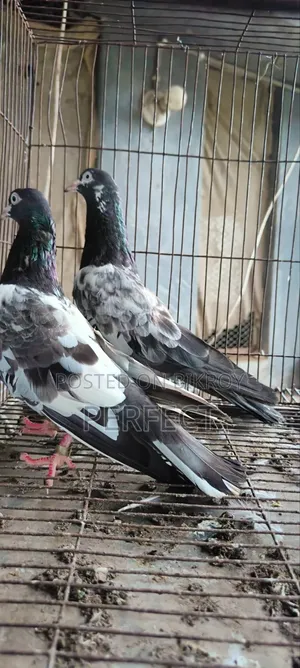 Dabwala, Katchuri, Kamagar Royal Teddy Pakistani