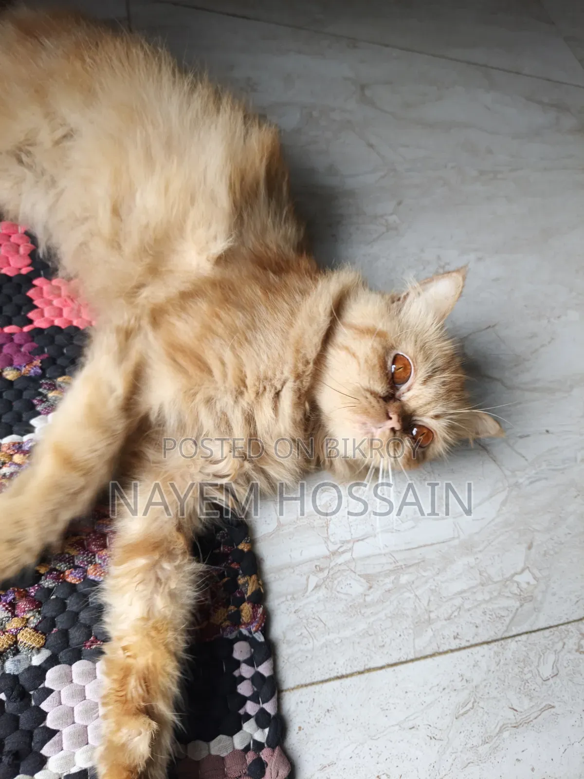 3-6 Months Female Purebred Persian